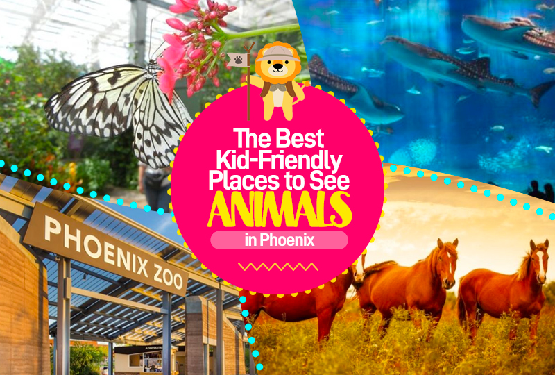 places to see animals phoenix